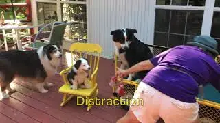 Exploring Dog Tricks 
