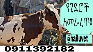 የጊደሮች አመራረጥ  ለተሻለ የለሞች እርባታ