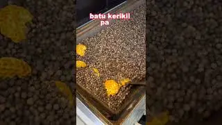 masak roti dengan kerikil #infounik #masakunik
