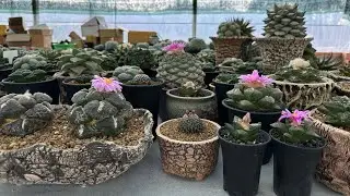 Ariocarpus Blooming Season in My Garden This Year – Walkabout in January