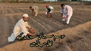 winter vegetables gardening in Village Organic Vegetable Farming Pakistan Village Mozzam Saleem