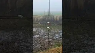 Egret Bird Hunting Shot | Perfect Aim in the Wild