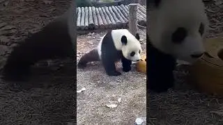The chubby panda practices kung fu moves; its cute appearance hides impressive kung fu skills.