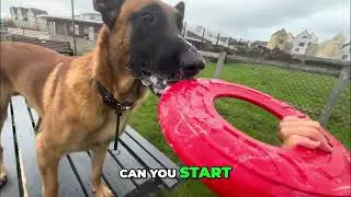 Dog Training: Incredible Tricks That Will Amaze You!