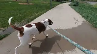 Shiva Walks-Confluence Park-Denver