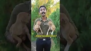 Adopt man&rsquo;s best friend! #dogs #puppies #animals #adopt #viral