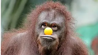 Lustige Tiere - funny animals 💜 funny & cute monkeys - Affen🐵🙊