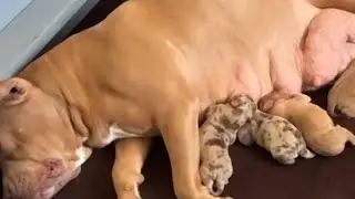 American bully dog feeding her puppies 🤩 |Bully puppies nursing on mom| #bullydogs