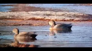Gadwall (Anas strepera/Mareca strepera)