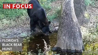 В охоте на чёрных медведей во Флориде установлены чёткие границы | Новости WGCU