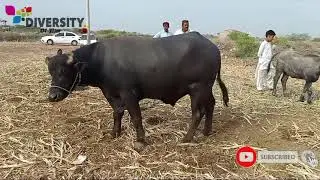 Dosu jat cattle farm || bull for sale 20 lac || buffalo bull