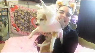 🦴🐾 Halloween Dog Costume Try-On! | Kiwii the Chihuahua-Sheltie Edition 🎃👑🦄