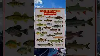Part 5: Catching Every Fish in Ontario (Walleye)