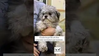 Koalas journey #rescue #dogrescue #koala #lifechanging #glowup #survivor