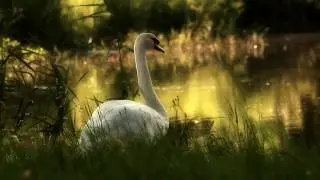 Like a Dream.. | ..The Swan