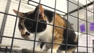 humane animal treatment society
