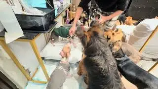 Mary&rsquo;s Doggies - Whippy Whippo Whippa eating