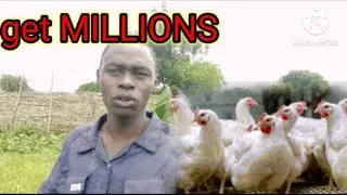 How to make MILLIONS of money through poultry farming (BROILERS)