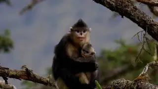 Yak Video | Paradise for snub-nosed monkeys in China's Tibet