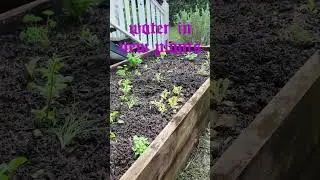 Food production is your best survival method Cultivating resilience: a food security garden