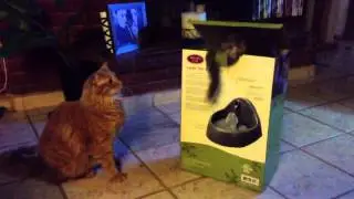 Cliche cat video