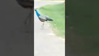 Live Peacocks In Hendala Town.