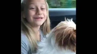 vip Very Important Pet