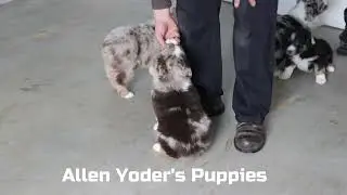 Allen Yoder's Australian Shepherd Puppies