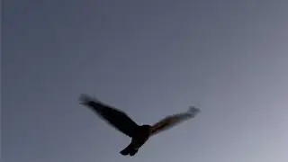 A Strange, Almost Telepathic Moment With a Hawk