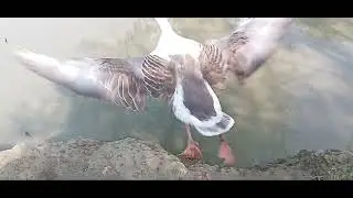 Natural Free Range Farming 