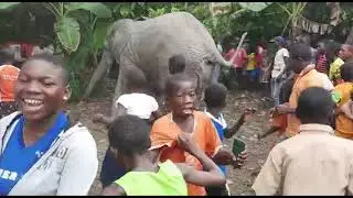 Un éléphant qui dérange les populations et les planteurs à Boguédia (Issia) - Côte d'Ivoire