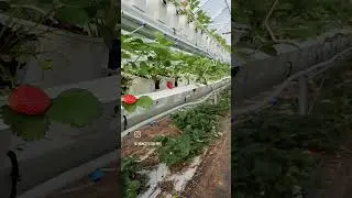 In-ground or Hydroponic production? Why not both #berries #gardening #strawberryfields #strawberry