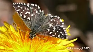 aardbeivlinder, Pyrgus malvae,  grizzled skipper.
