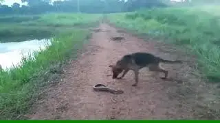 Dog vs Electric eel 2019- (Real fight)