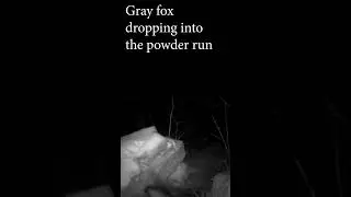 gray fox on a powder run #wildlife #wildanimals  #nature #skiing #powder #snow #thacherstatepark