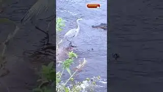 Crocodile Hunt Fishing Bird #shorts #crocodile #hunter #nature #tiktok @jayalaxmiandaman
