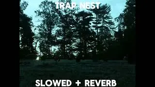 Trap Nest - VIOLENT VIRA | 𝓢𝓵𝓸𝔀𝓮𝓭 + 𝓡𝓮𝓿𝓮𝓻𝓫 𝓗𝓸 |