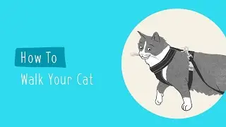 How to Walk Your Cat | Pet Parenting 101