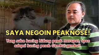Adopsi kucing peaknose, sudah dinegoin habis ke bakulnya! Kalau suka merapat, cuman tinggal dikit!