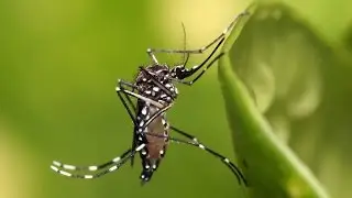 LSU Research Works - Zika Virus
