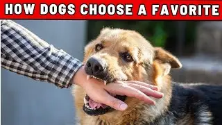 How Dogs Choose Their Favorite Person