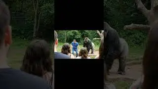 gorilla copies man #zoo #gorilla #funny