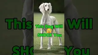 You Won't Believe These Dogs Exist  #wildlife