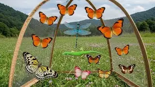 Come catch insects with me in the rural rice fields.