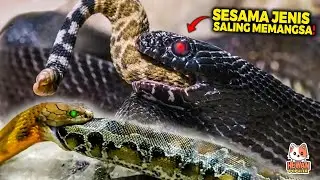 SAMA&sup2; BERBISA DAN SANGAT BERACUN!! Inilah 10 Pertarungan Mengerikan Sesama Ular di Alam Liar