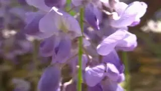 Strauss - Blue Danube Waltz (LandscapeHD)