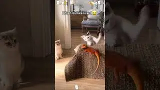 Cats and other animals are always uncomfortable. 😿🤣#cat #ctas #kitten #fyp #funny