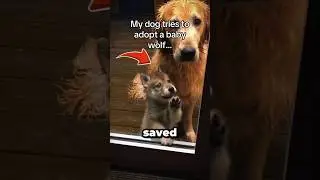 This Dog Waited Months for His Wolf to Return 🥹