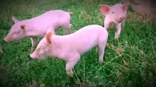 Clip Promotionnel 2017 Elevage Porc Plein Air 22210