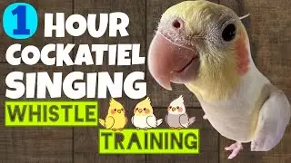 COCKATIEL SINGING - Cockatiel Song to Train Cockatiels | Cockatiel Whistle 1HOUR